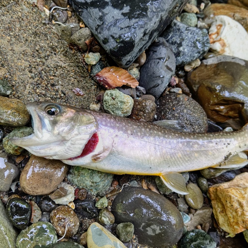 大きく口を開けた岩魚