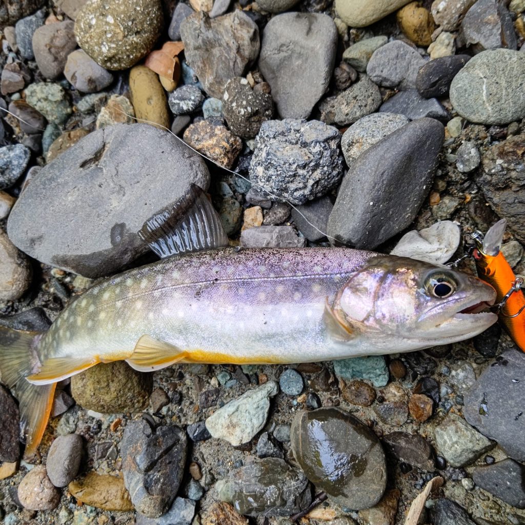 グレートハンティングでヒットした岩魚