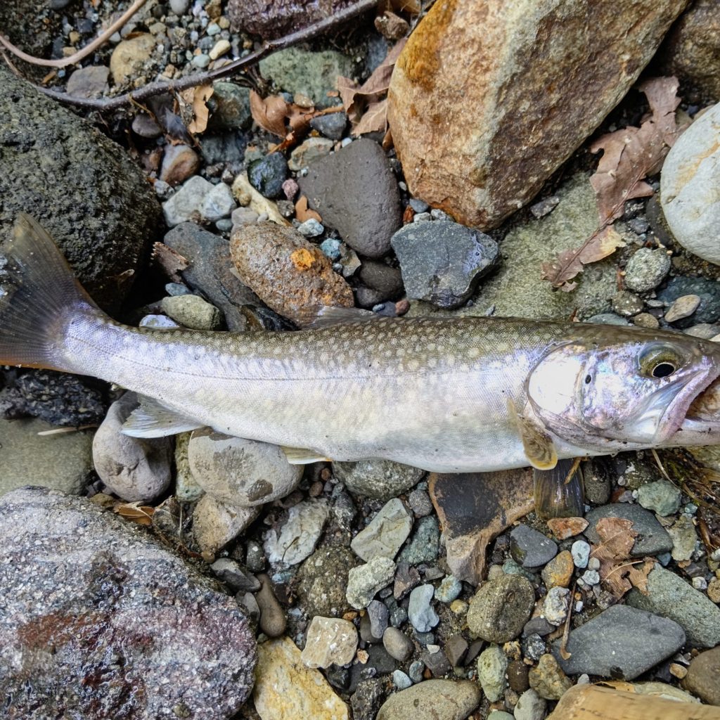 秋田の渓流のエゾイワナ