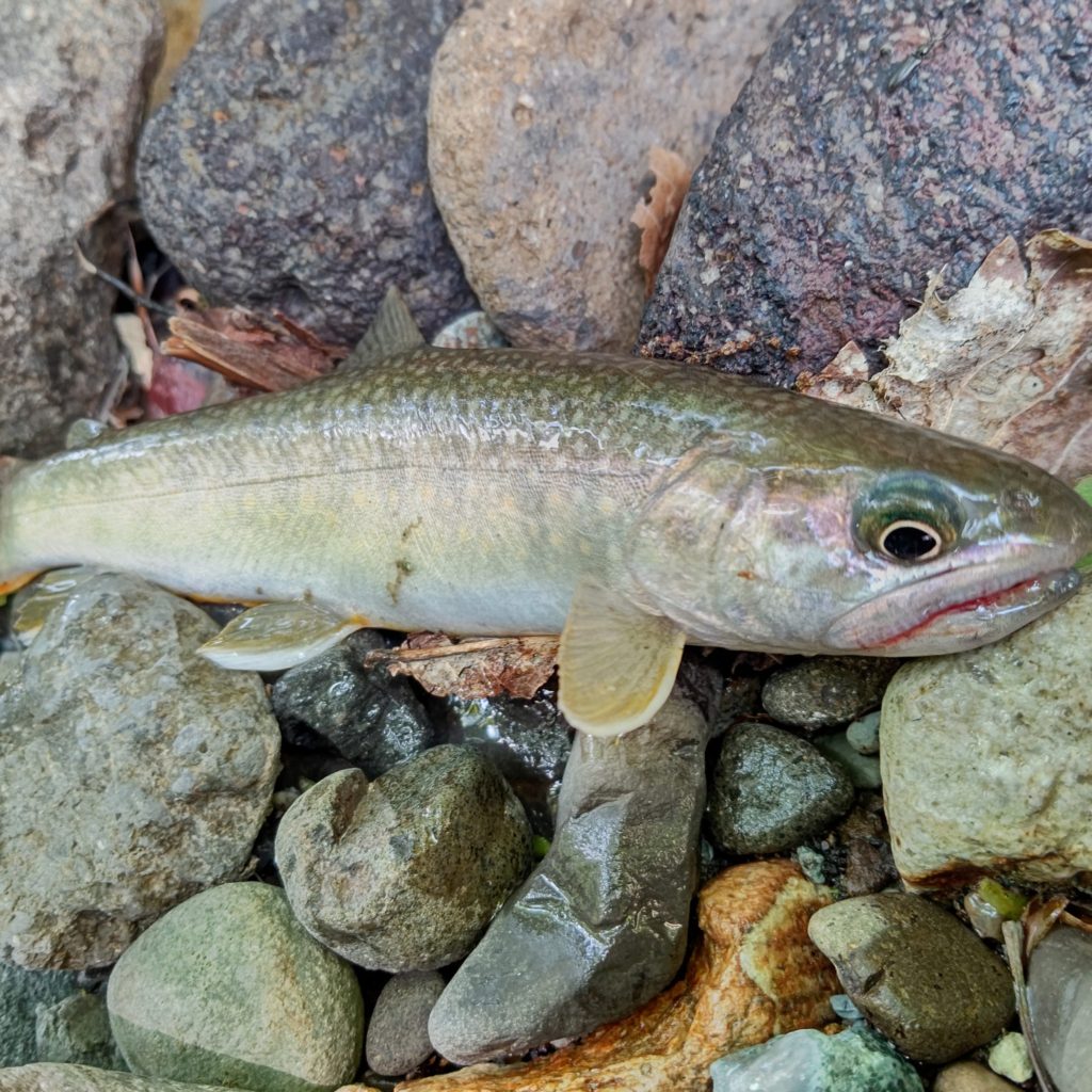 斑点の薄い岩魚