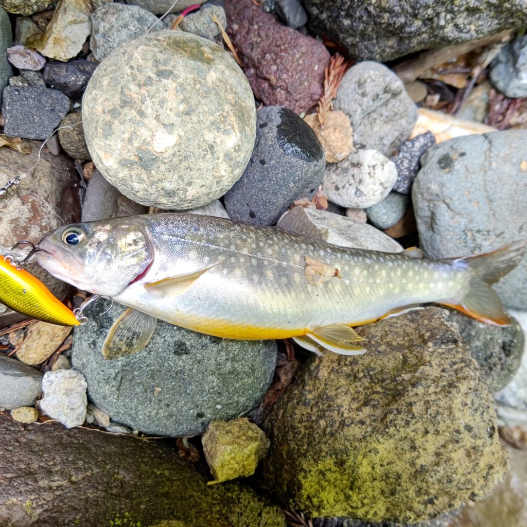 ルアーで釣れた岩魚