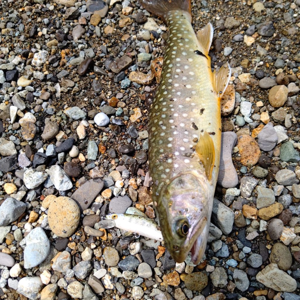 Dコンタクトでヒットした岩魚