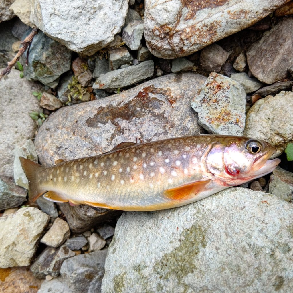初夏にルアーでヒットした岩魚
