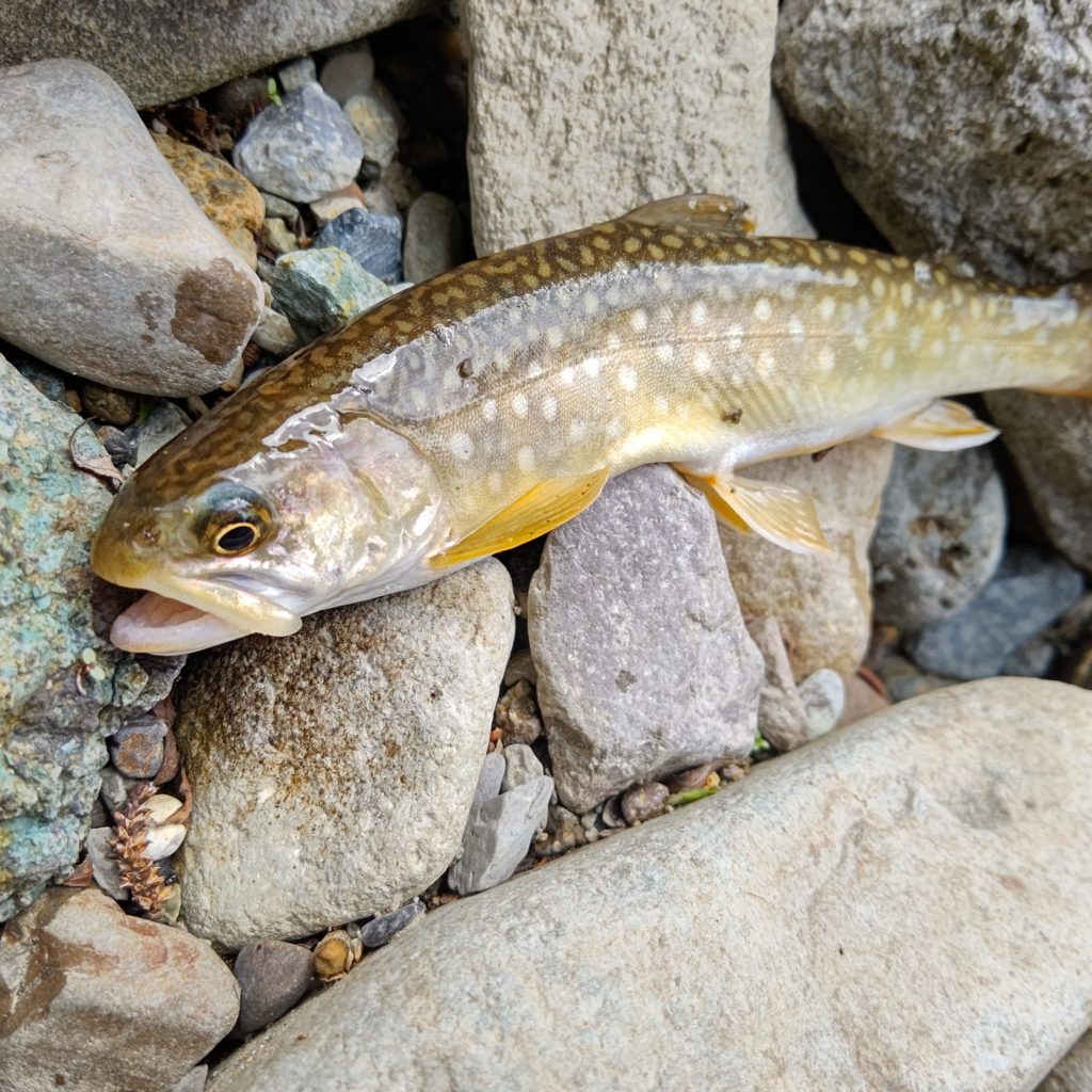 山岳渓流での岩魚