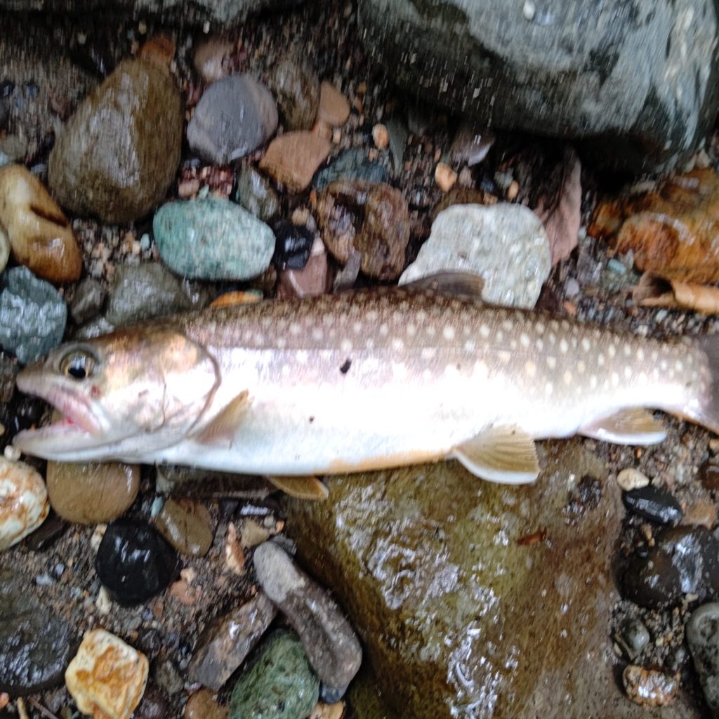 山岳渓流でヒットした泣き尺のイワナ