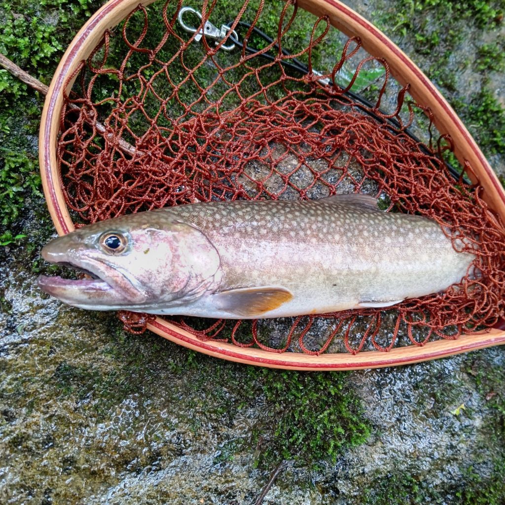 山岳の渓流ルアーフィッシングでヒットした尺イワナ