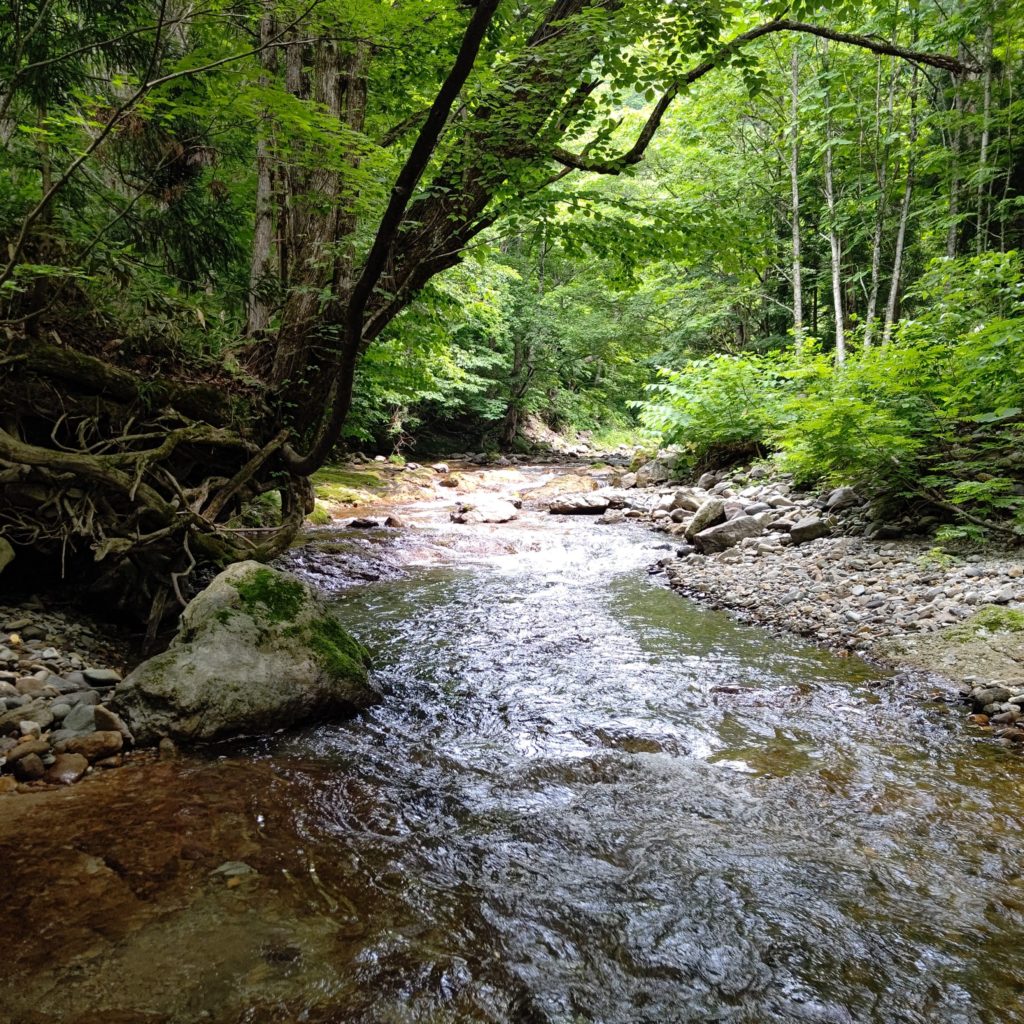 初夏の山岳渓流でルアーフィッシング