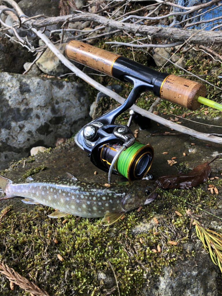 4月の渓流でヒットしたイワナ