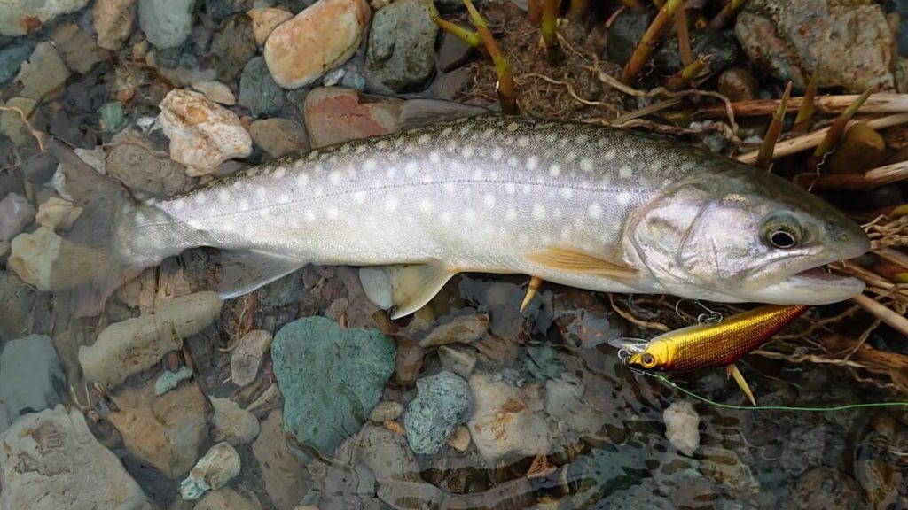 Dコンでヒットいたイワナ