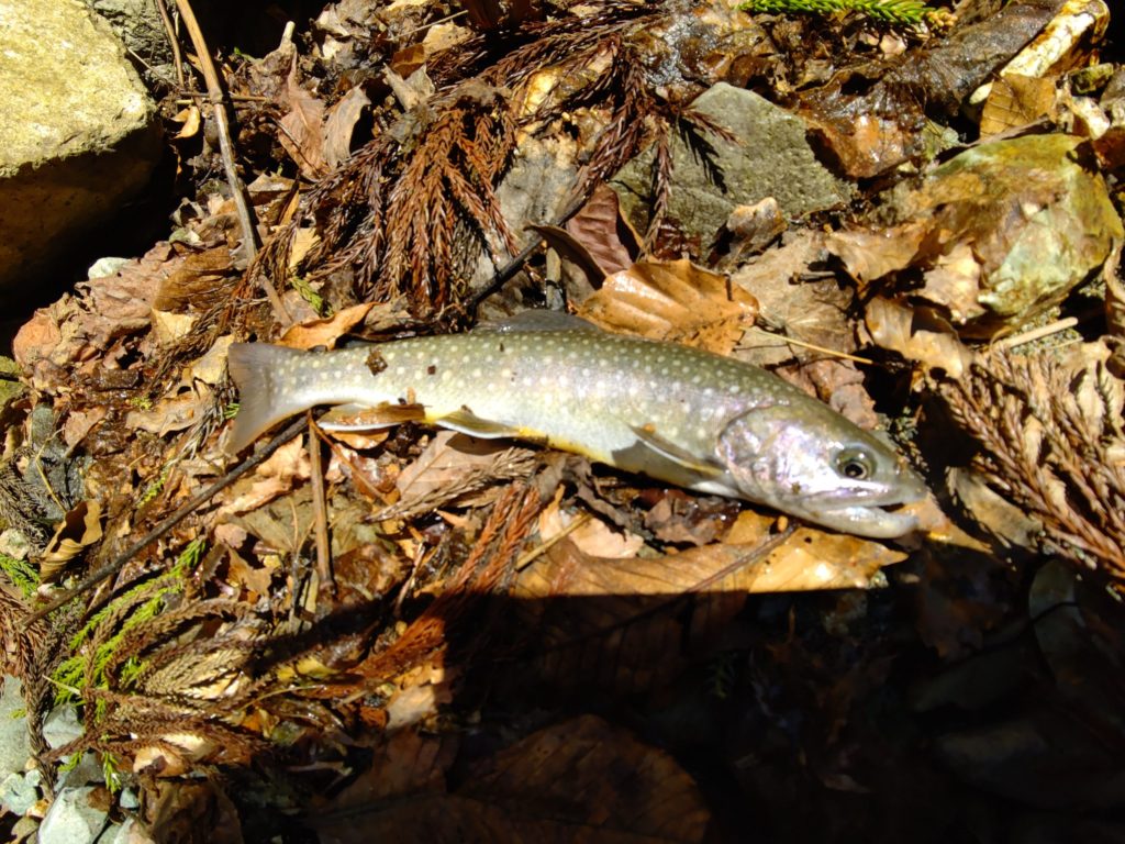 4月の米代川支流でヒットしたイワナ