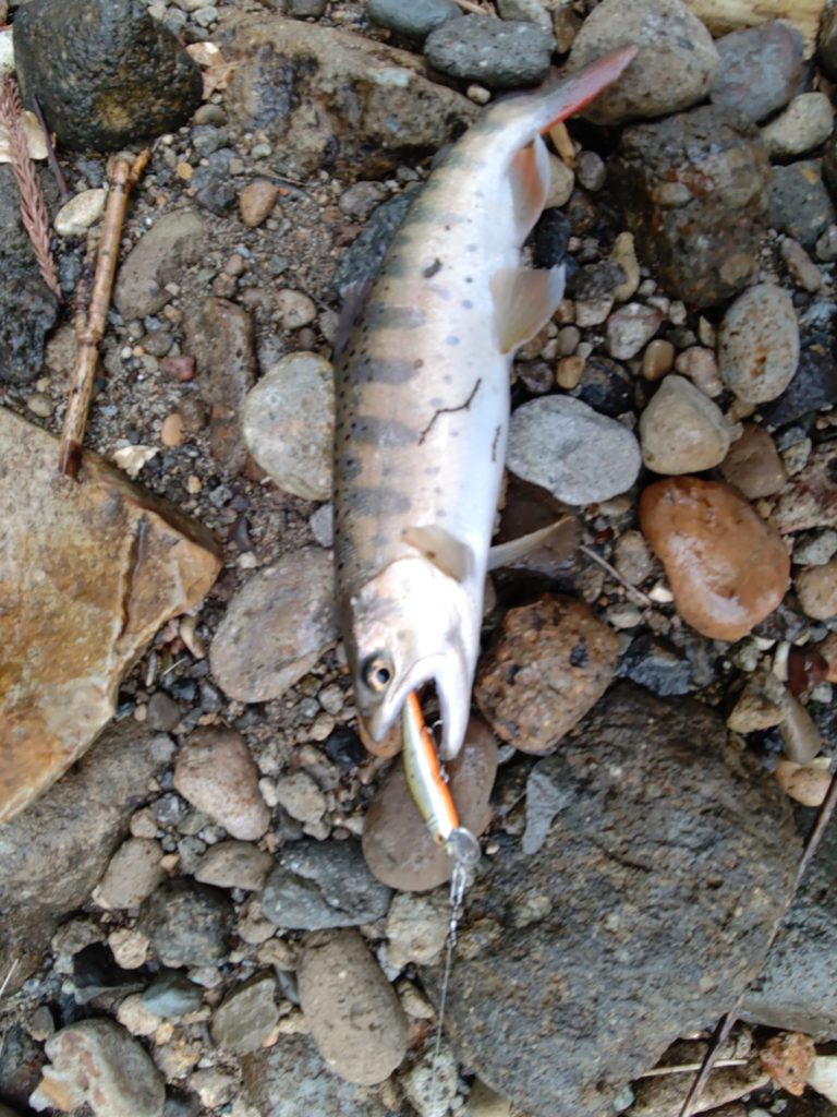 秋田県の4月の渓流でヒットしたヤマメ