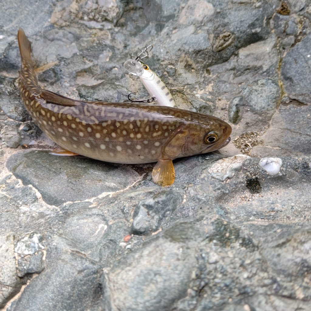 ルアーでヒットした岩魚