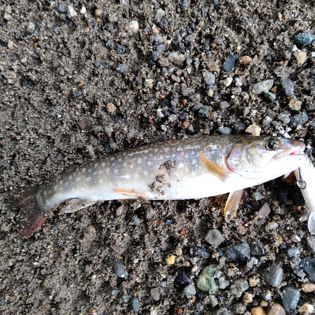 夏の瀬でヒットしたイワナ