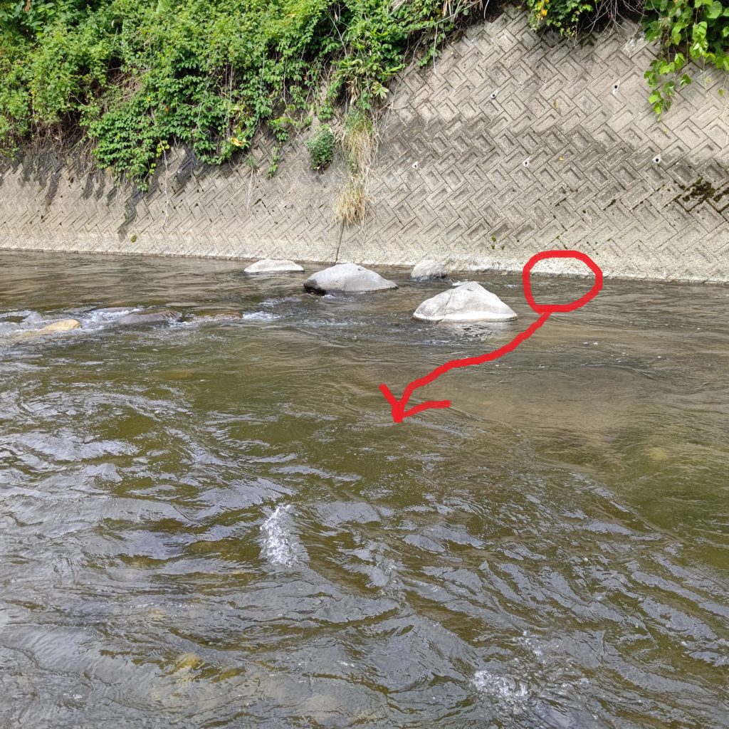 クロスキャストでイワナをヒット