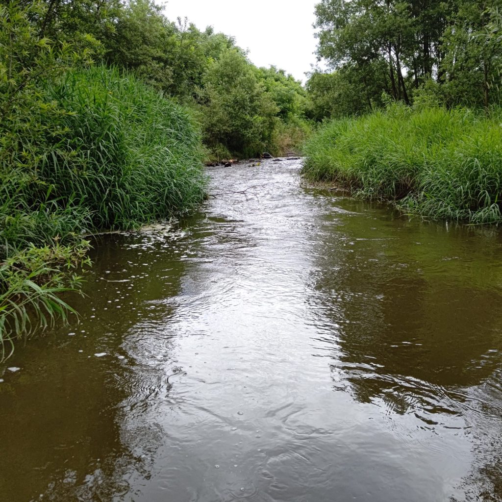 秋田のボサ川渓流