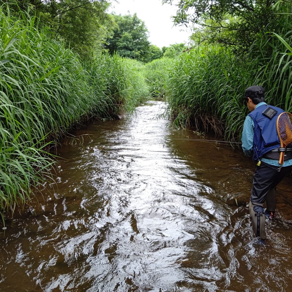 ボサ川をルアーフィッシングで攻略