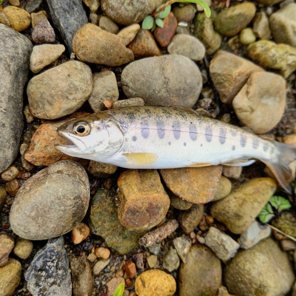 瀬でヒットしたヤマメ