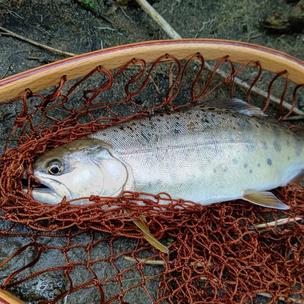 秋田の渓流でヒットしたヤマメ