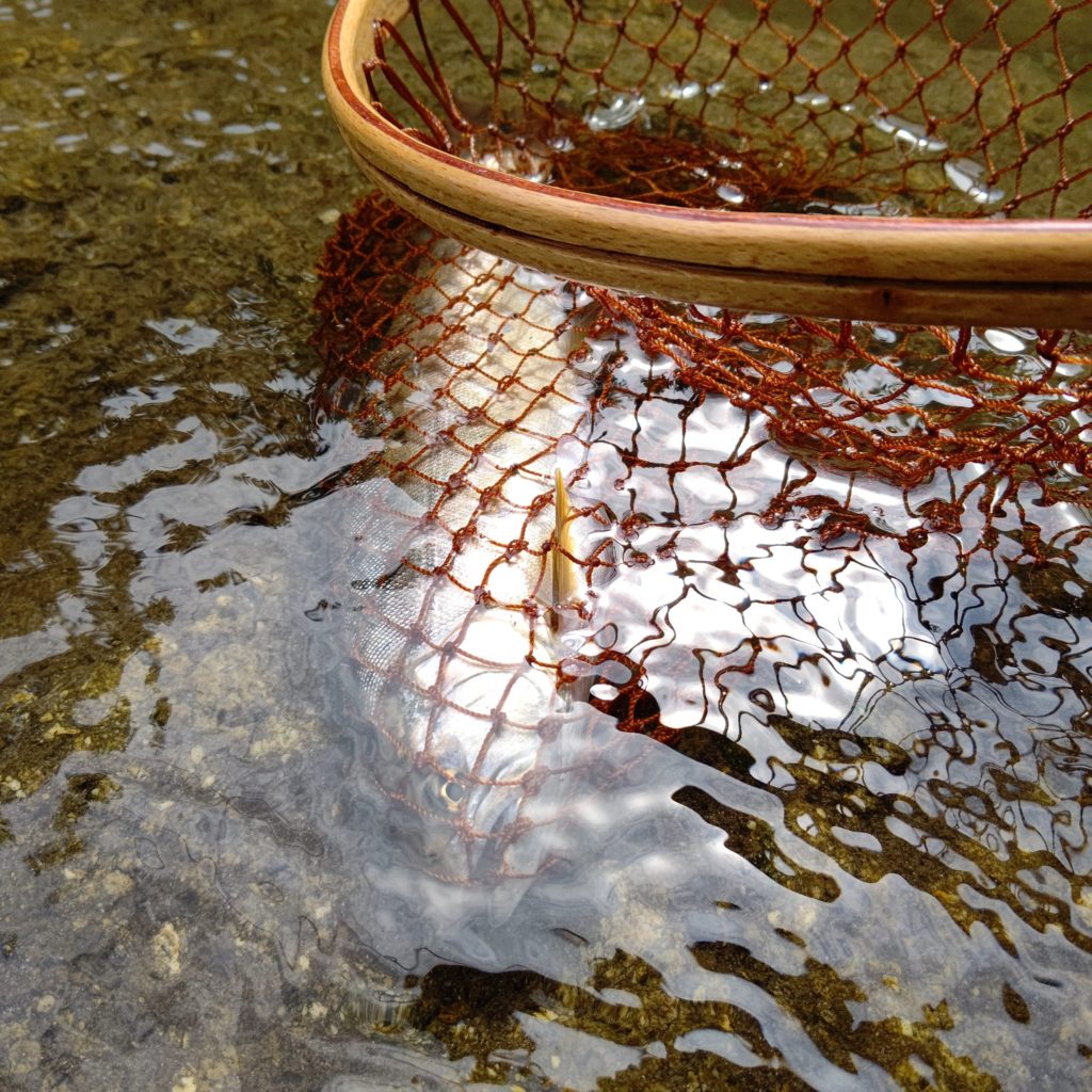 ルアーでヒットしたヤマメ