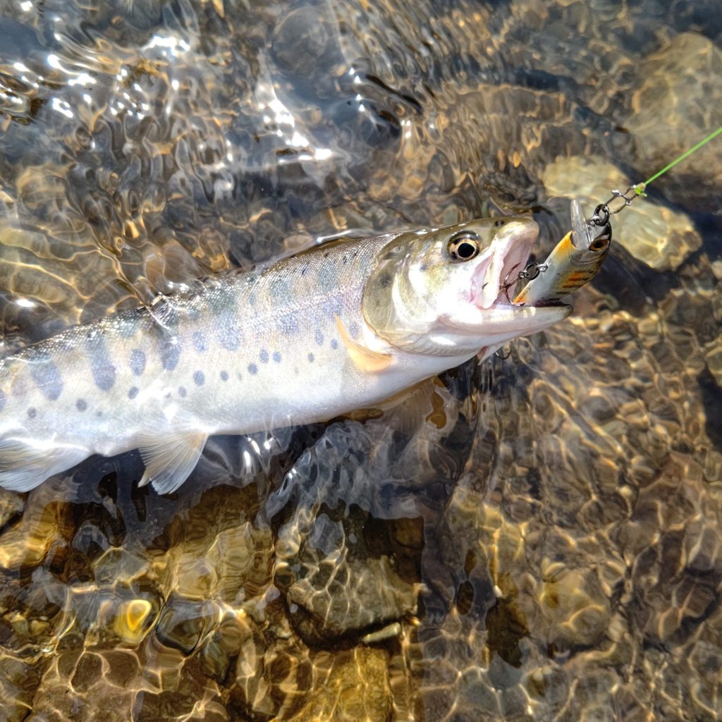 Dコンタクトでヒットしたヤマメ