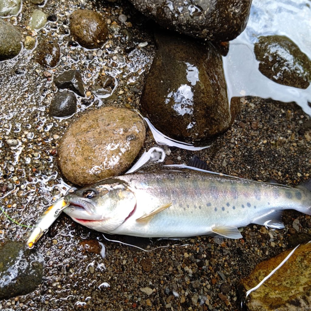 渓流でヒットした体高のあるヤマメ