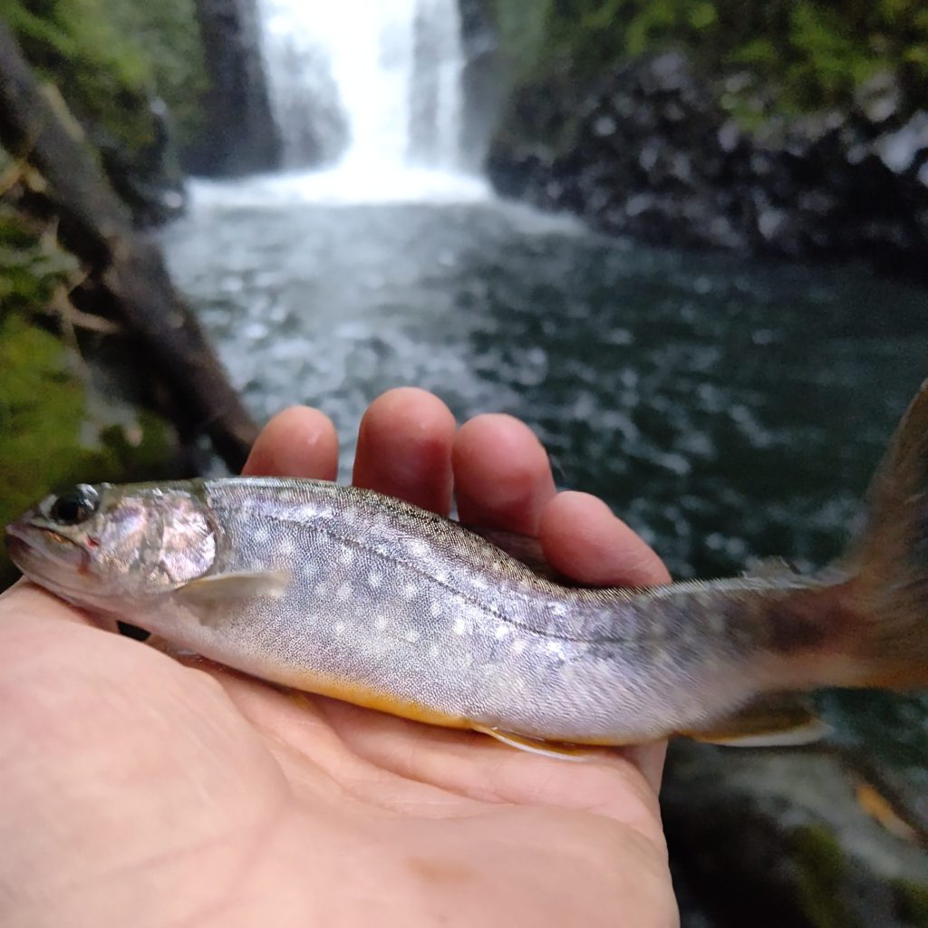 秋田県の止滝でヒットしたイワナ
