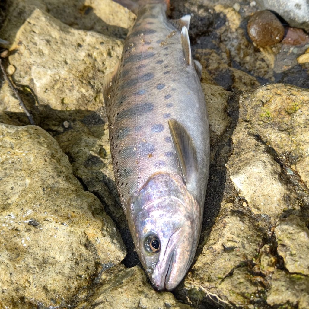 サビのある初秋に釣れたヤマメ