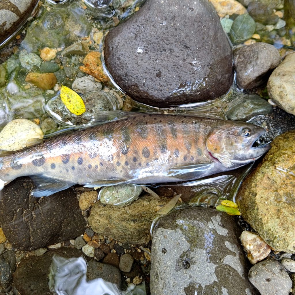 婚姻色のついたヤマメ