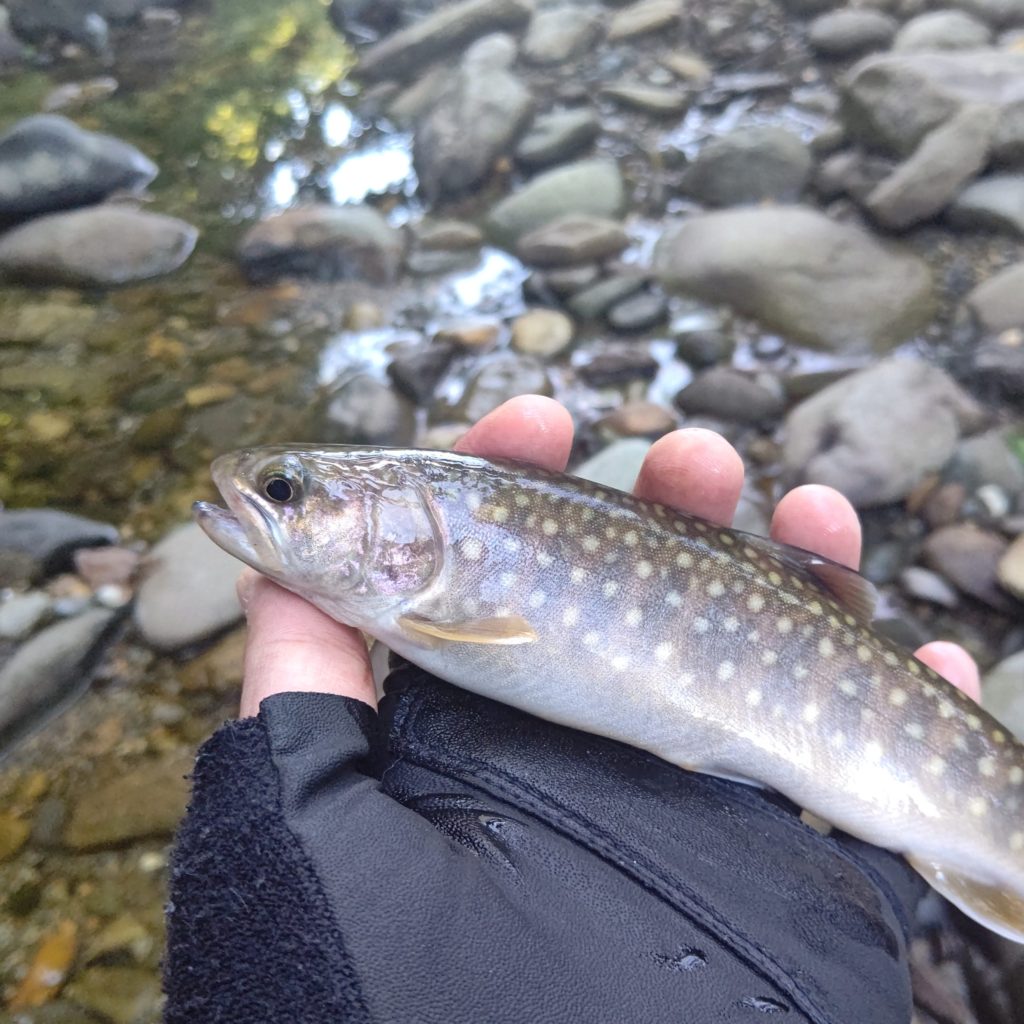 ルアーでヒットした秋のイワナ