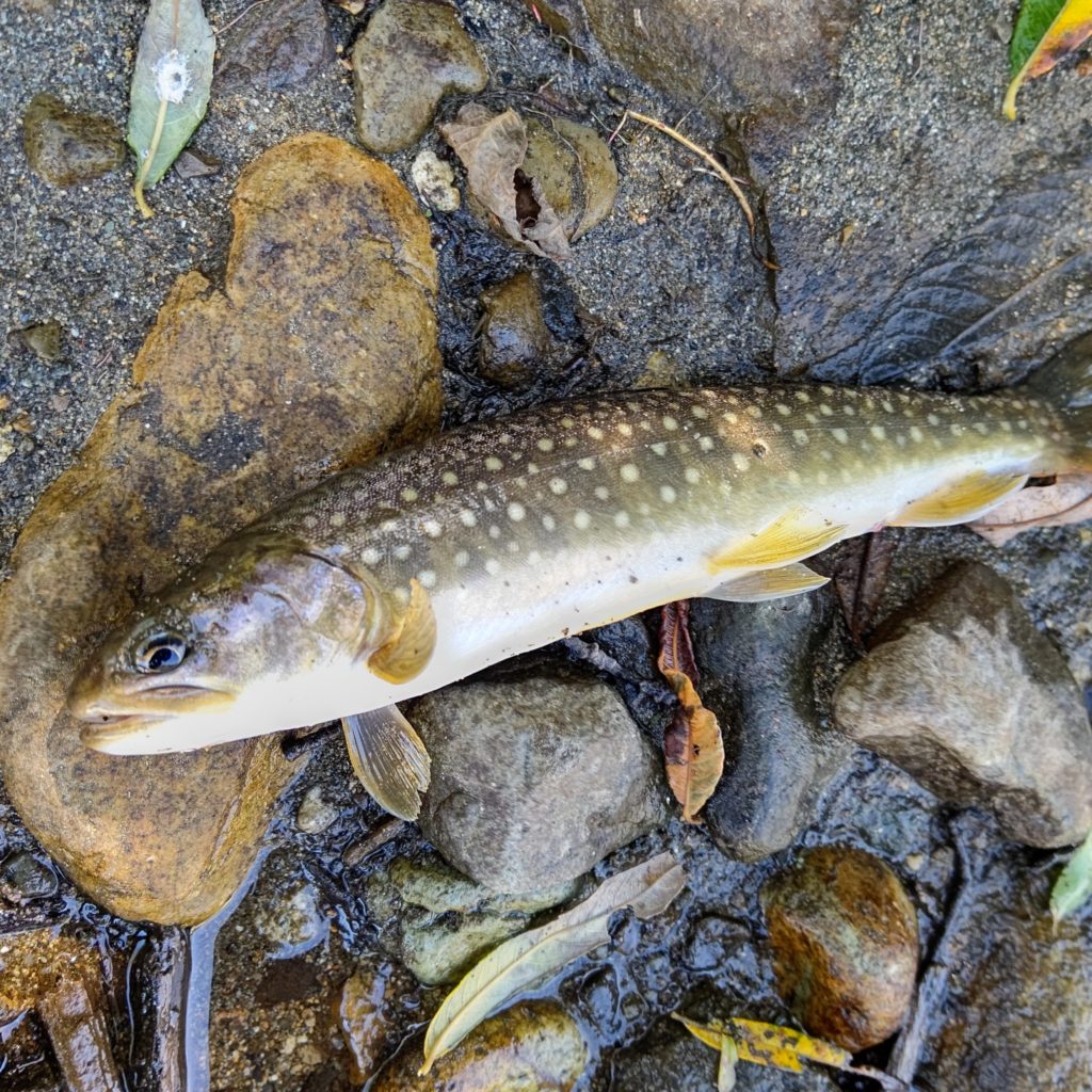 渓流ルアーのラクスでイワナをヒット
