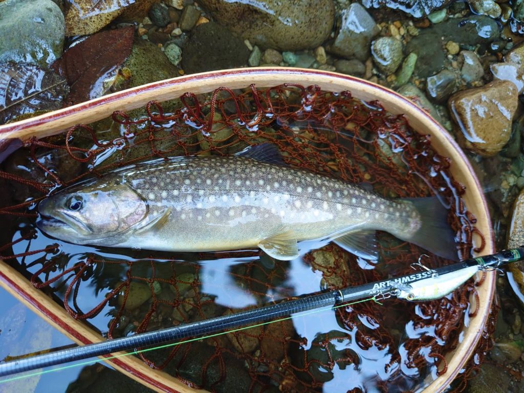 ネットに収まるイワナ
