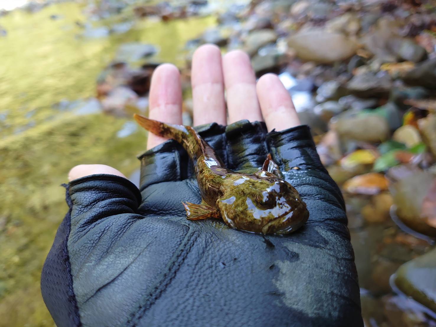 渓流で遭遇したカジカ