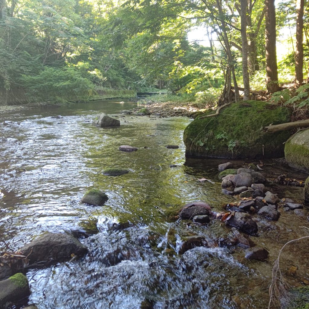 木漏れ日の差す渓流