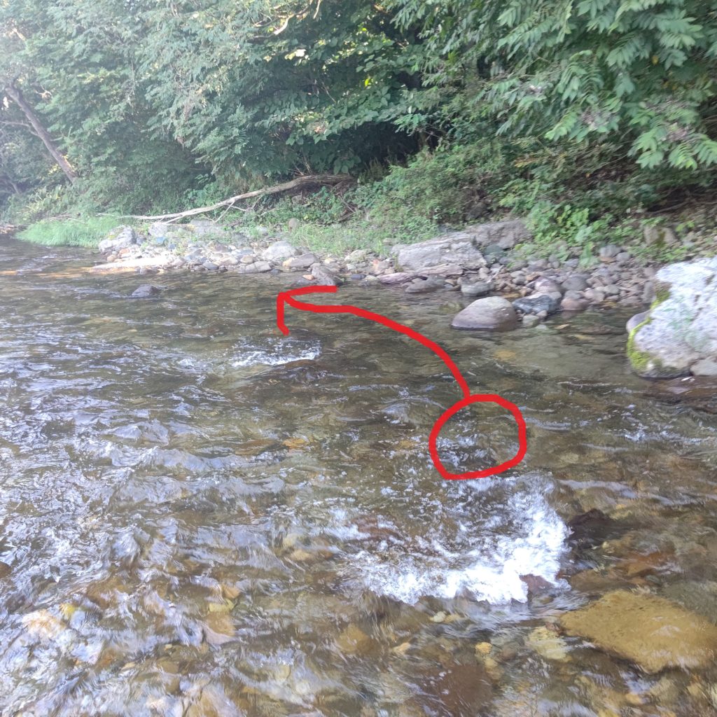 秋の渓流でヤマメのヒット