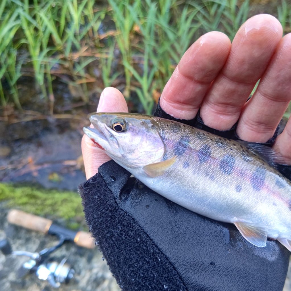 ラクスでヒットした秋のヤマメ