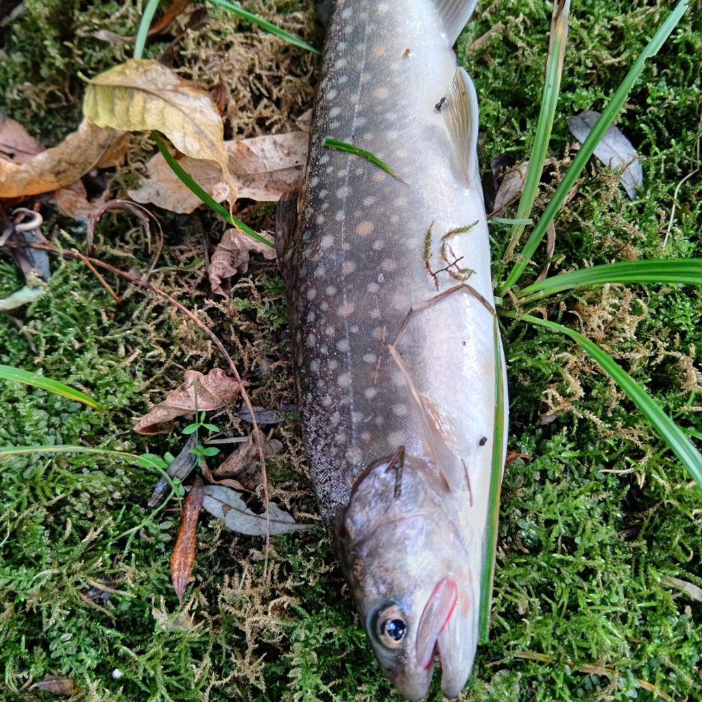 秋の渓流でヒットした泣き尺のイワナ