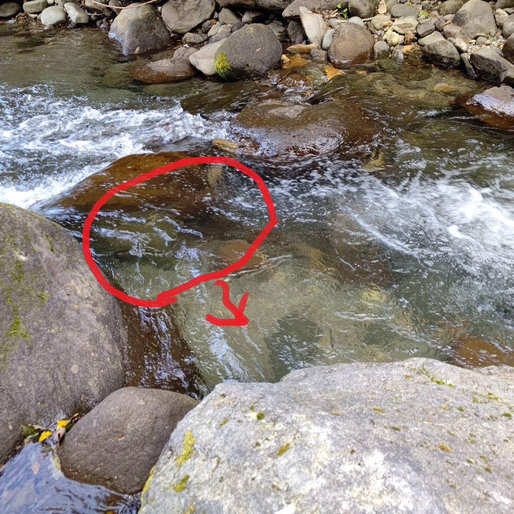 落込みの手前でイワナがヒット