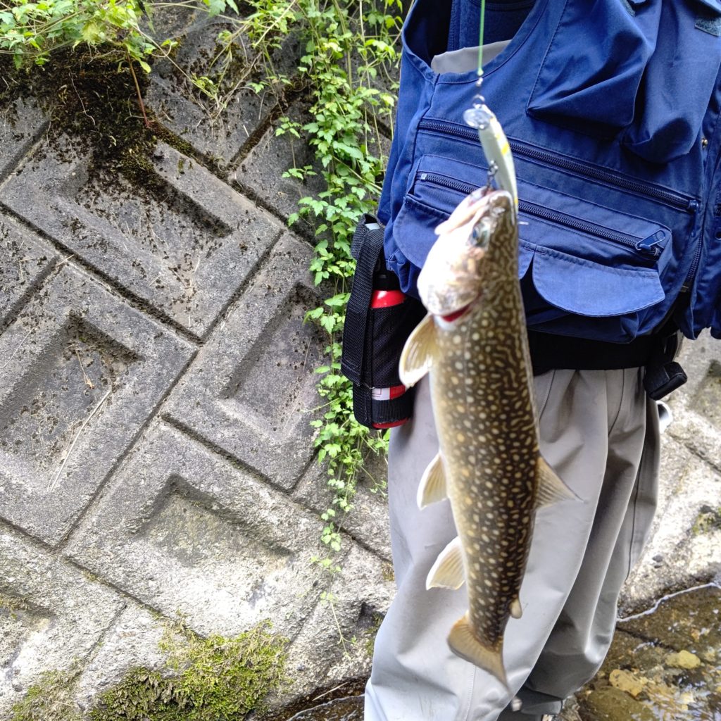 ルアーフィッシングでヒットした良型のイワナ