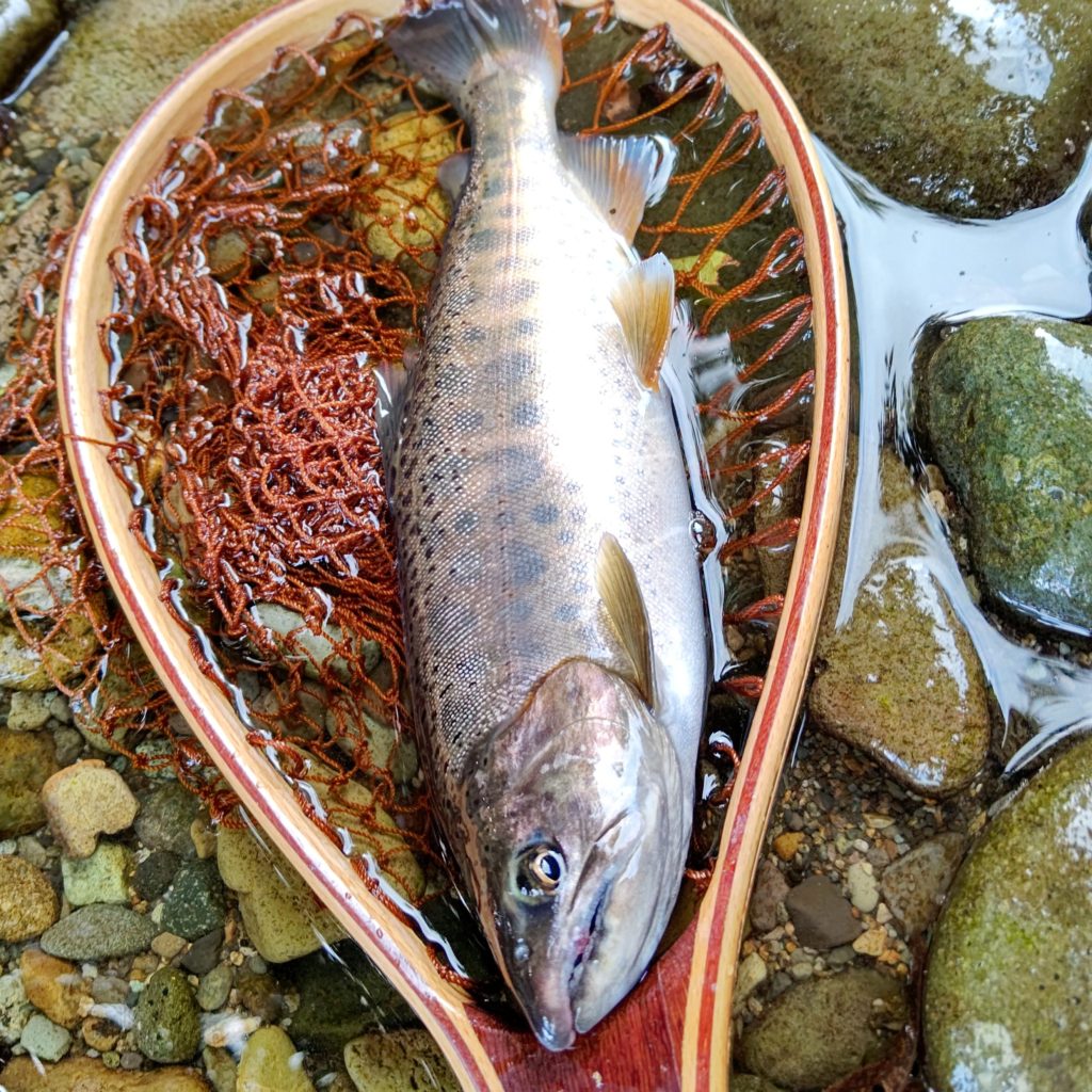 ルアーフィッシングでヒットした尺ヤマメ