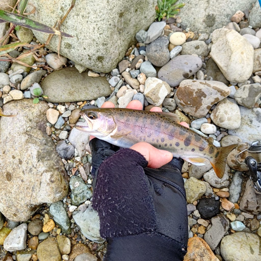 小さいながら顔の厳ついヤマメ