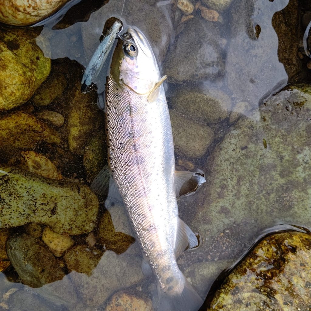 Dコンタクトでヒットしたヤマメ