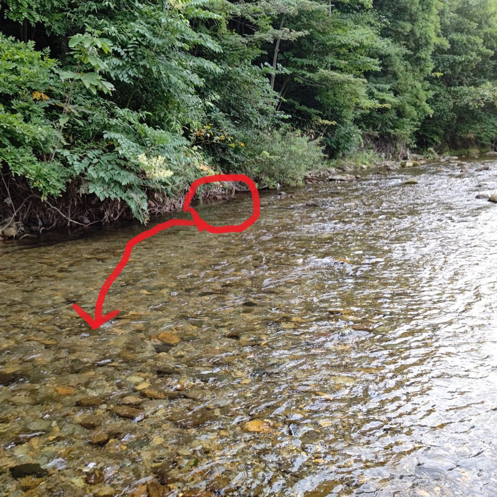 晩夏の渓流でヤマメのヒット