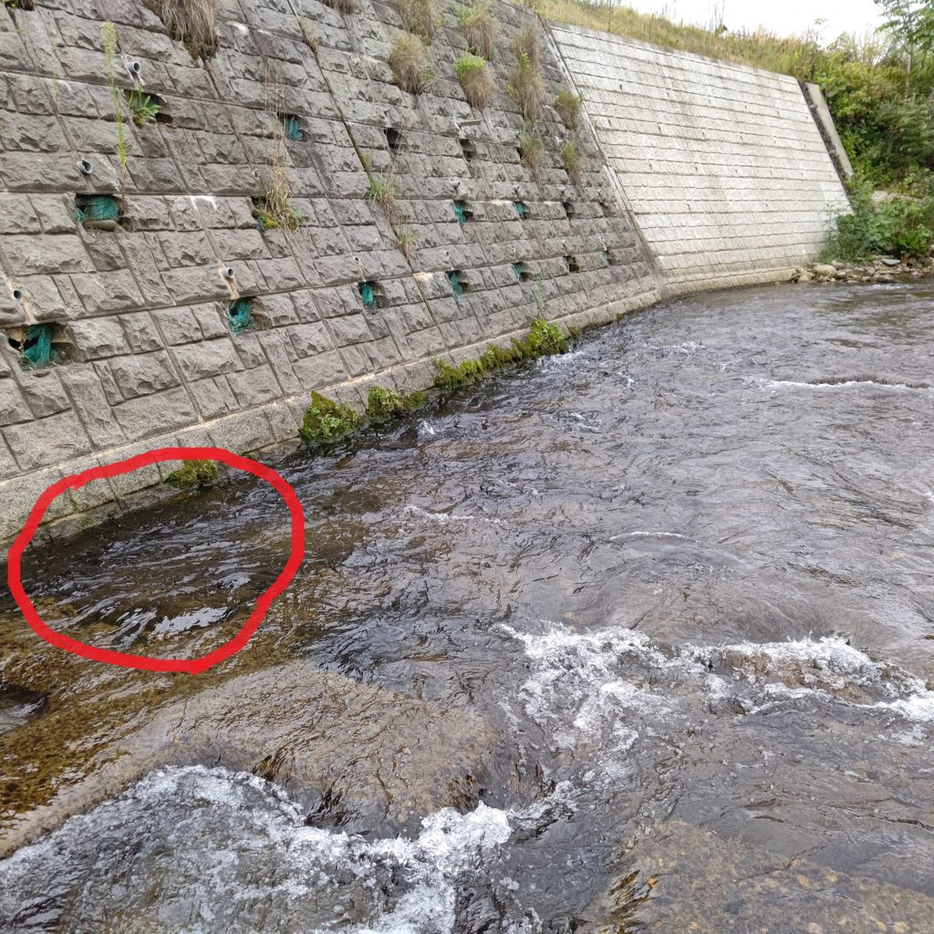 ブロックの隙間にリフトフォールでヤマメがヒット