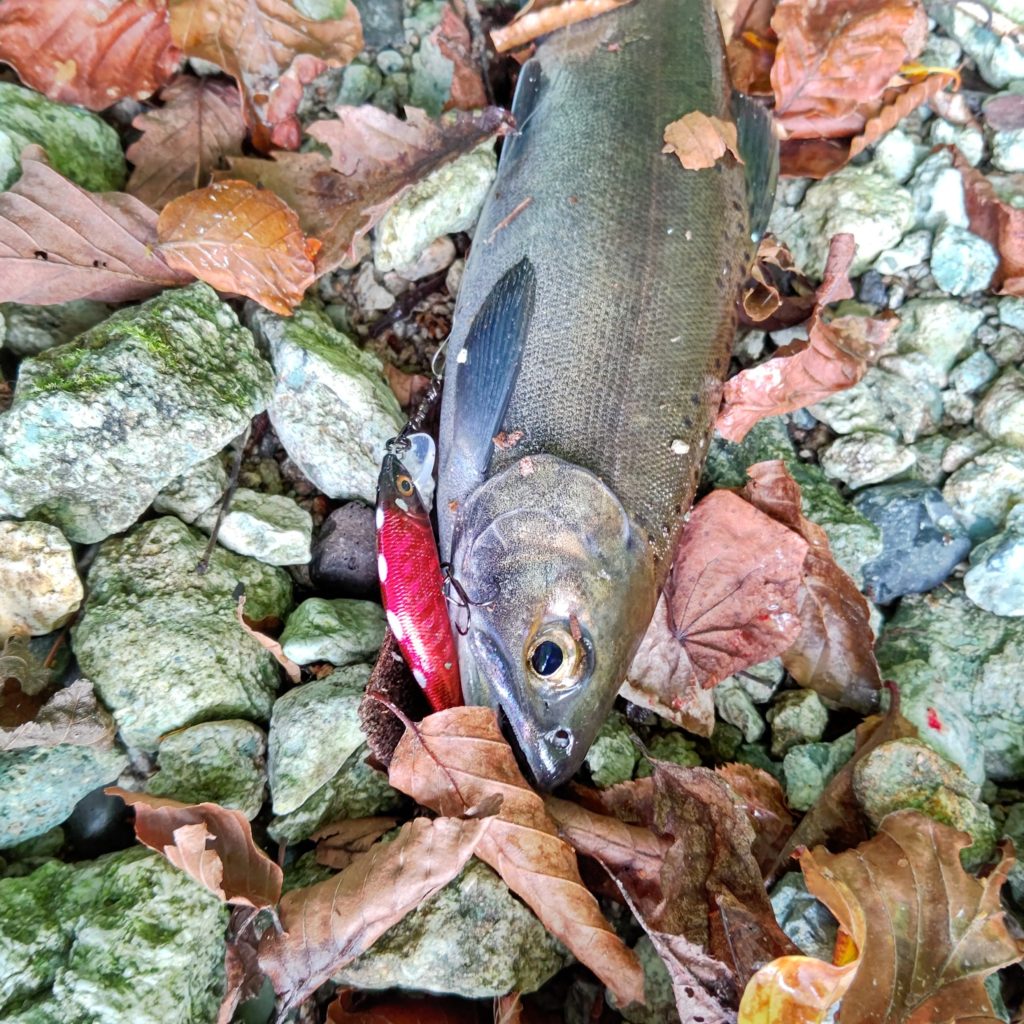 十和田湖においてルアーでヒットしたヒメマス