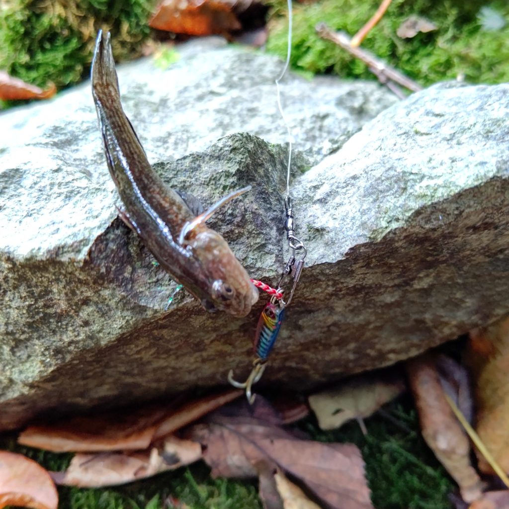 十和田湖でジグにヒットしたカジカ