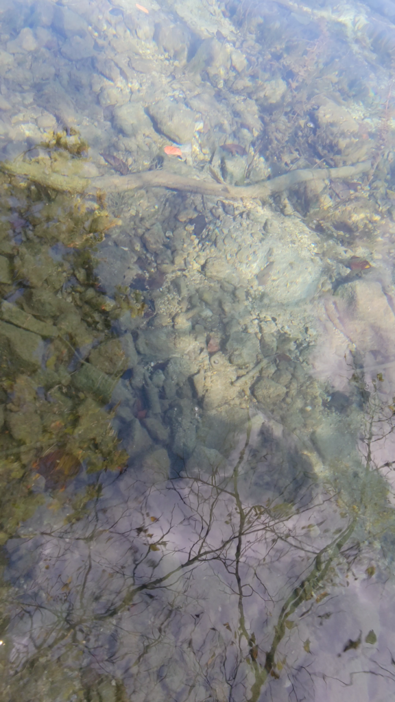 秋の十和田湖の水面