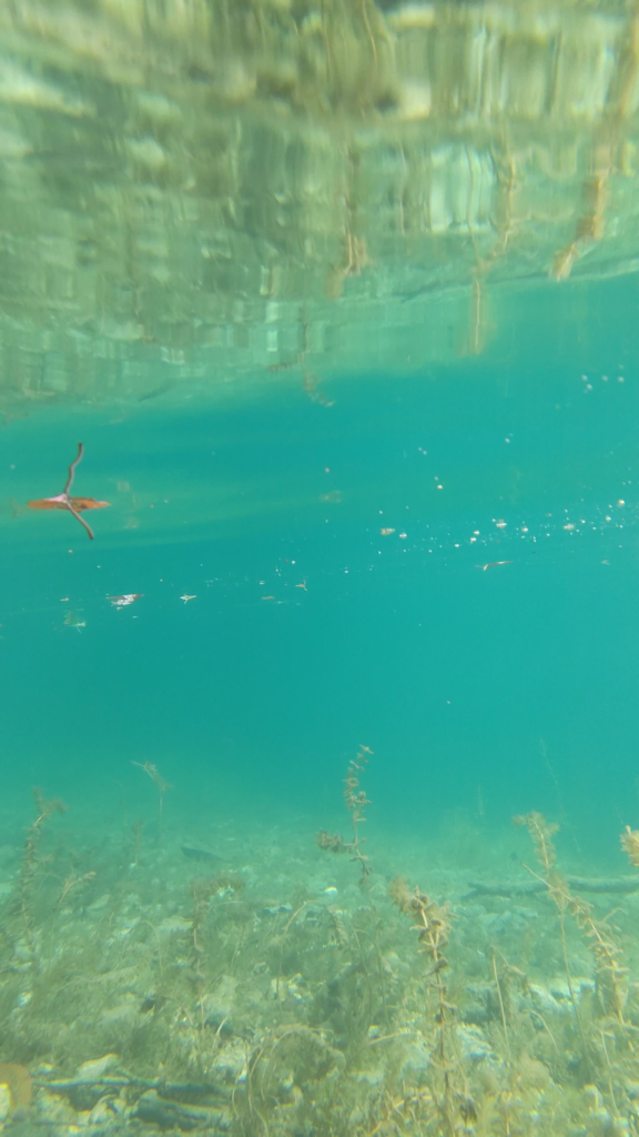 十和田湖の水中を撮影しヒメマスを探す