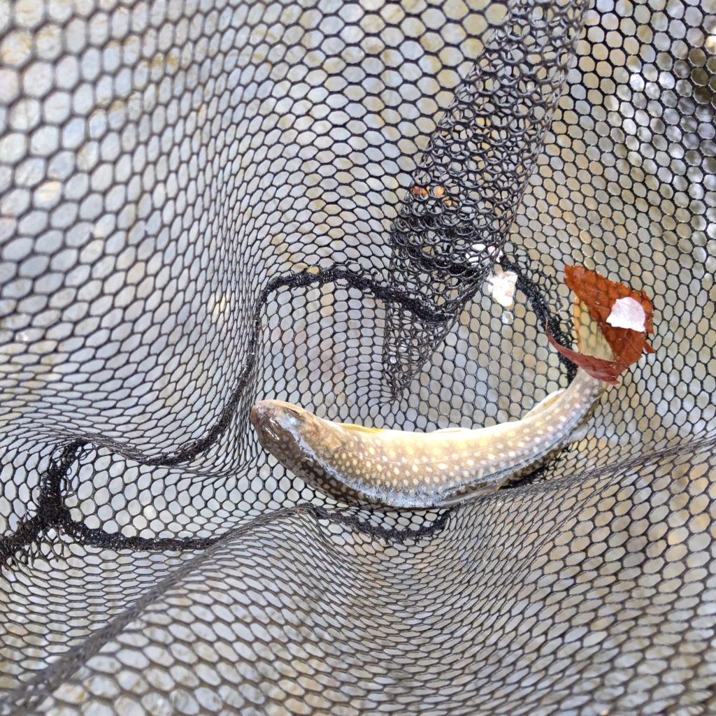 ネットに入ったニッコウイワナ