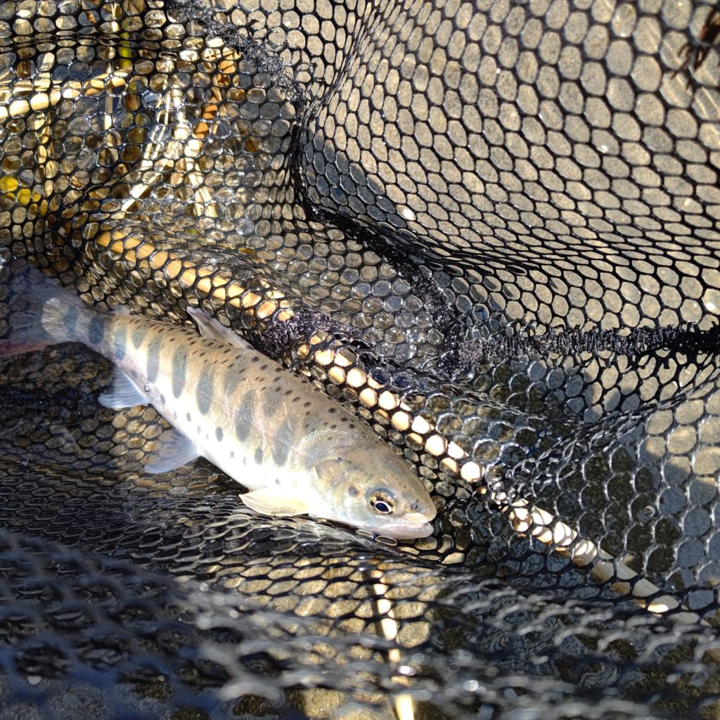 ルアーでヒットした里川のヤマメ