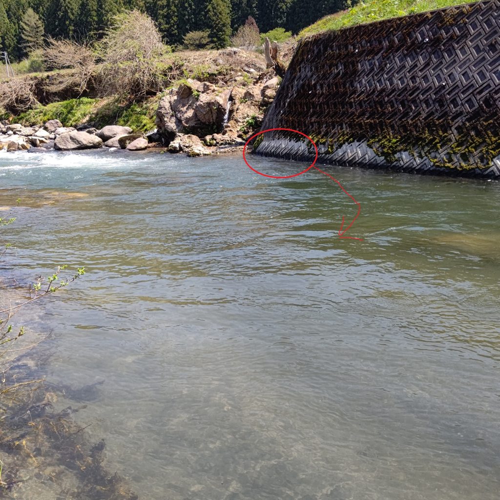 護岸の下でヤマメがヒット